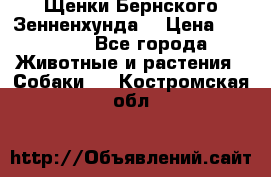 Щенки Бернского Зенненхунда  › Цена ­ 40 000 - Все города Животные и растения » Собаки   . Костромская обл.